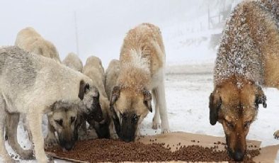 4 bin 209 sokak hayvanı sıcak yuvaya kavuştu