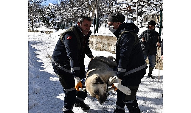 Başıboş köpekler mercek altında