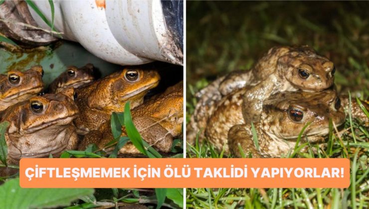 Erkeklerden Kurtulmak İçin Ölü Taklidi Yapan Dişi Kurbağalar İlişkisi Olanlara Yargı Dağıttı