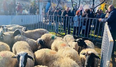 Küçükbaş destekleri 5 yılda 10 bini aştı