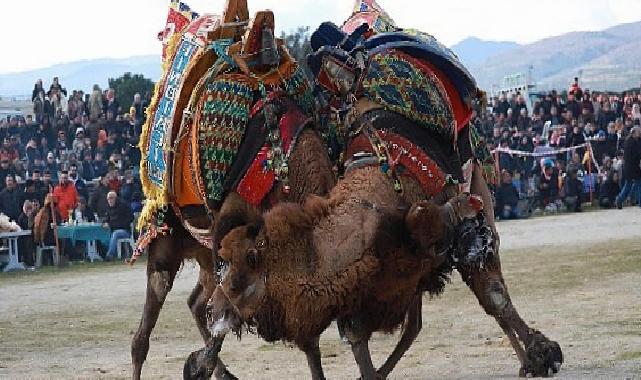 Burhaniyeliler Deve Güreşi heyecanını doyasıya yaşadı