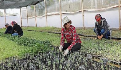 Büyükşehir Belediyesi’nden tarıma büyük destek