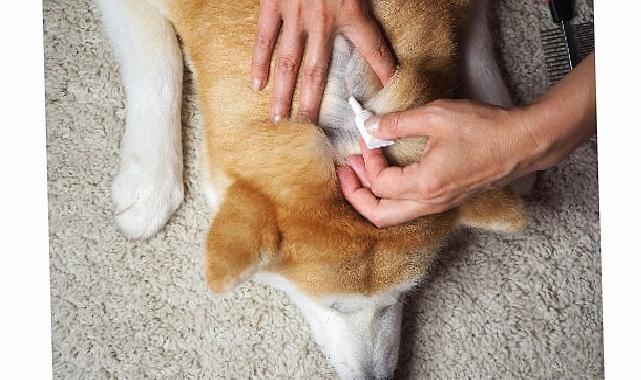 Evcil dostların deri ve tüy sıhhatini güçlü birleşenli desteklerle güçlendirmek mümkün