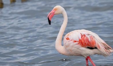 İzmit Körfezi’nde 351 flamingo kanat çırpıyor