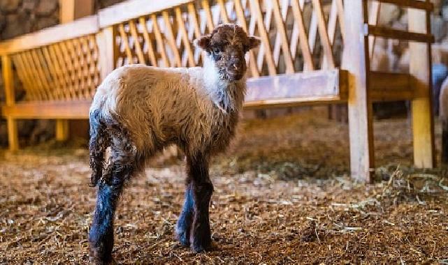 Kaçeli koyunlarının birinci yavruları Olivelo’da gözlerini açtı