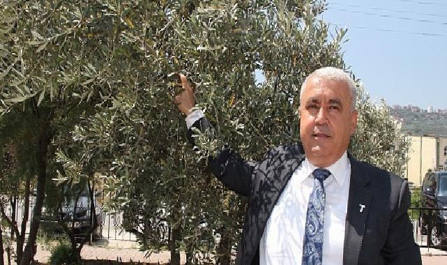 Sofralık zeytin ihracatı döviz bazında yüzde 52 arttı