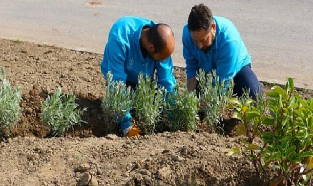 Büyükşehir, refüjleri ağaçlandırıyor