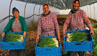 Büyükşehir’den yüzde 50 hibeli çağdaş sera takviyesi