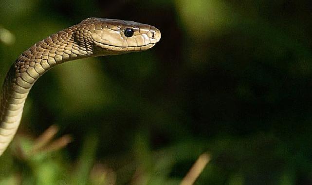 ‘Efsane Yılanlar Özel’ 2 Mart Cumartesi 20.00’de National Geographic WILD Ekranlarında Başlıyor