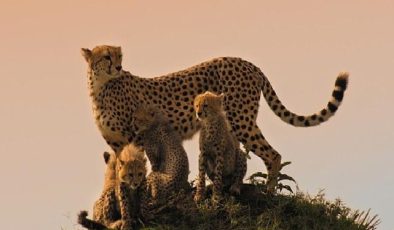 Göğüslü Canlıların İlham Verici Öyküleri BBC Earth’te