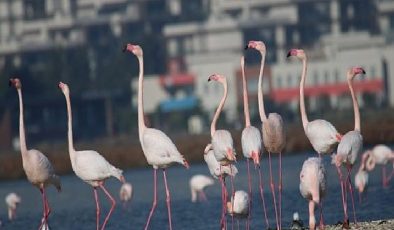 İzmir’in tabiatını yok edecek seçim vaadine reaksiyon: Körfez Geçiş Projesi yok etmenin reçetesidir.